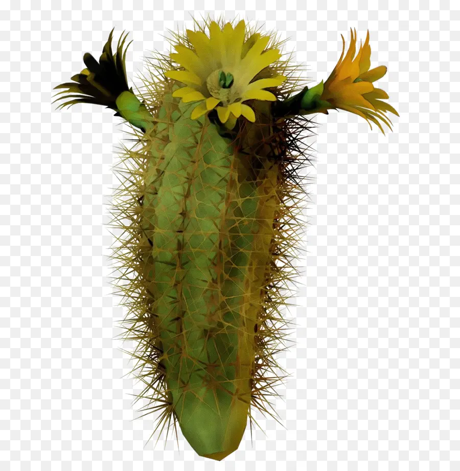 Cactus，Suculenta Planta PNG