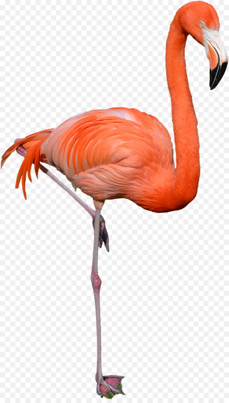 Flamingo，Pássaro PNG