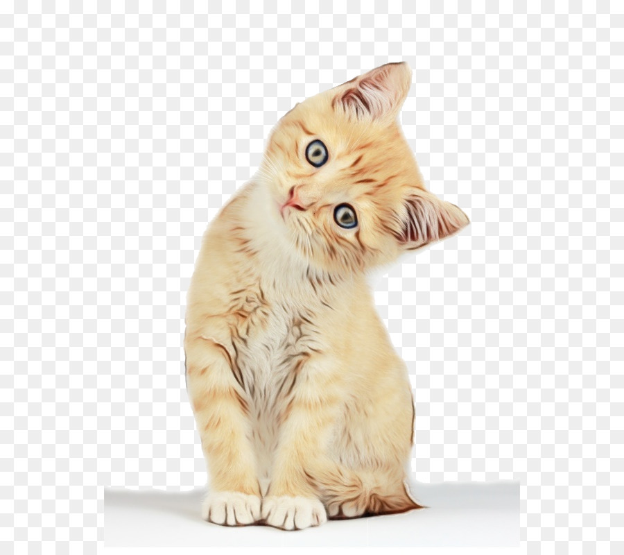 Gatinho，Shorthair Exótico PNG