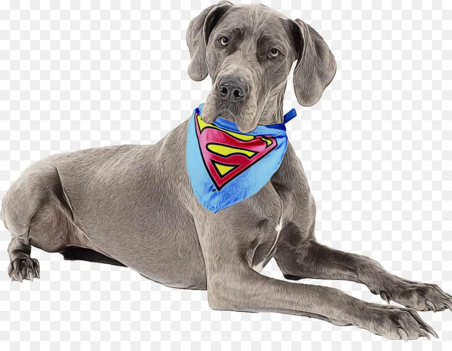 Cachorro，Super Homem PNG