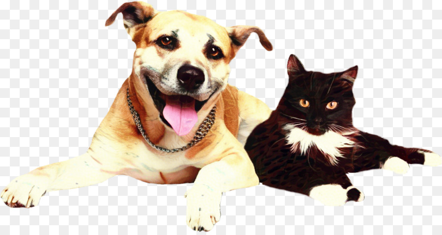 Gato E Cachorro，Animais De Estimação PNG