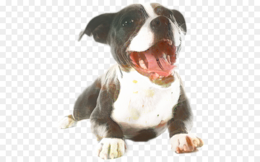 American Pit Bull Terrier，Staffordshire Bull Terrier PNG