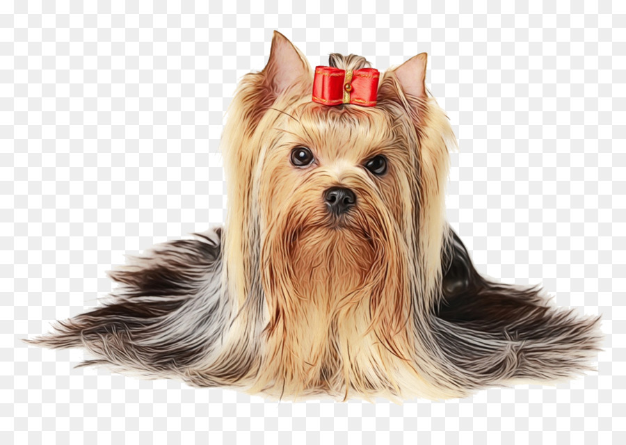 Yorkshire Terrier，Jack Russell Terrier PNG