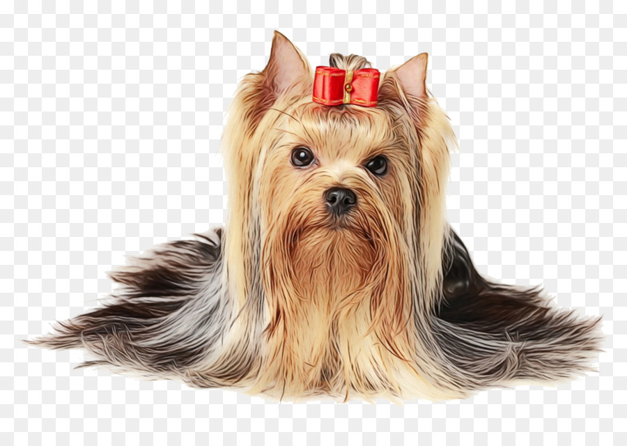 Yorkshire Terrier，Cachorro PNG