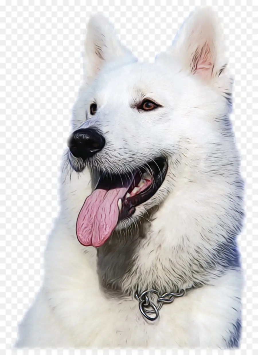 Berger Blanc Suisse，Raça Do Cão PNG