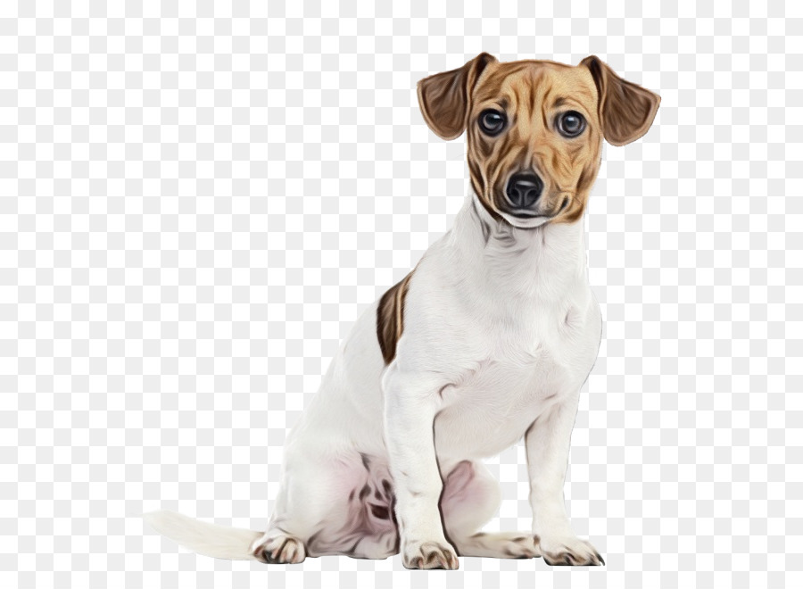 Jack Russell Terrier，Raça Do Cão PNG