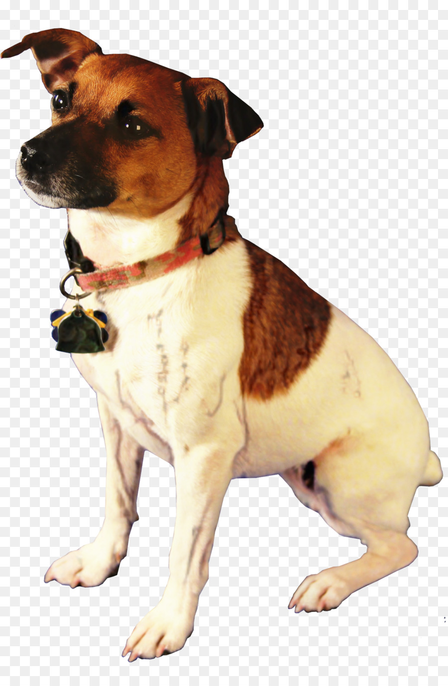 Jack Russell Terrier，Parson Russell Terrier PNG