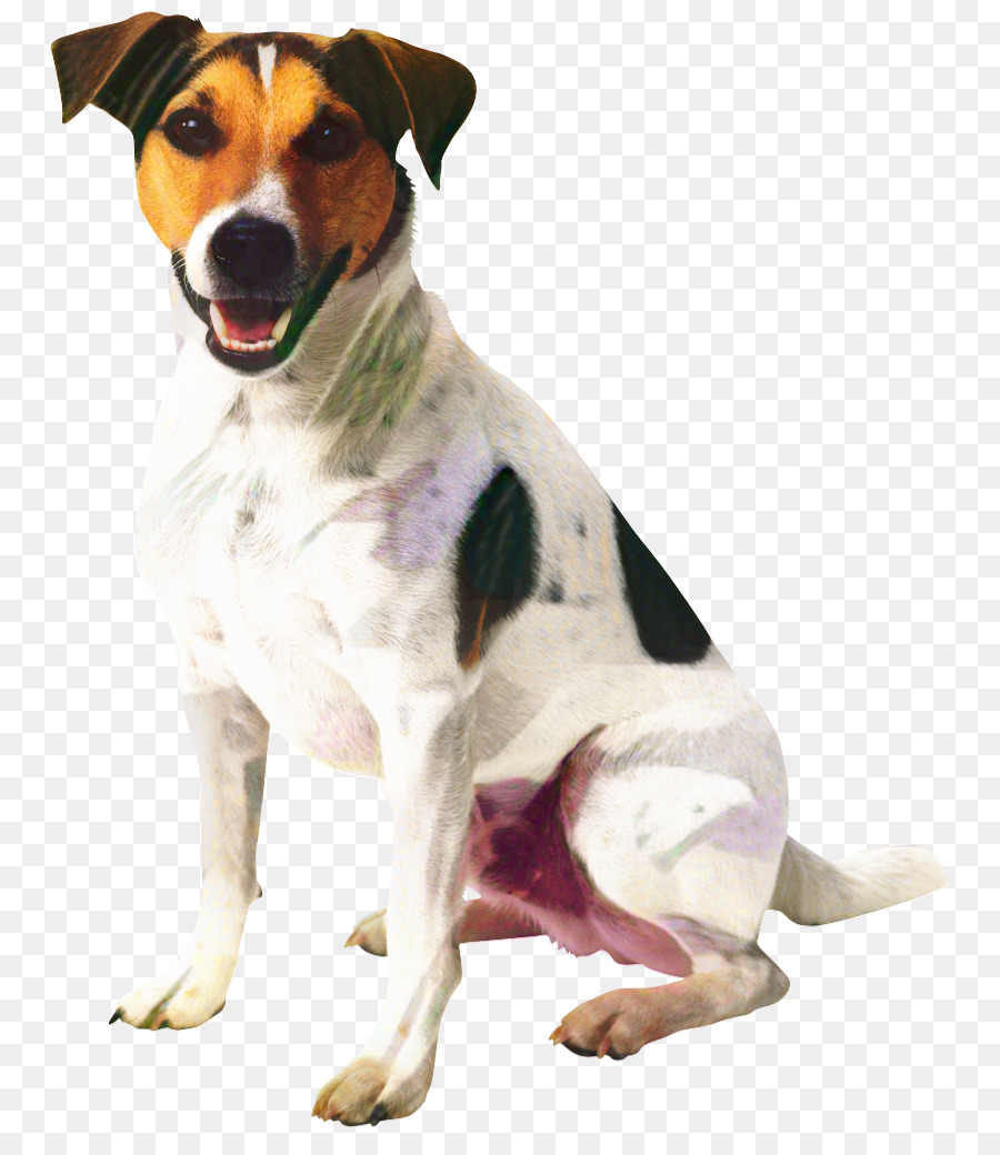 Cachorro，Gato PNG