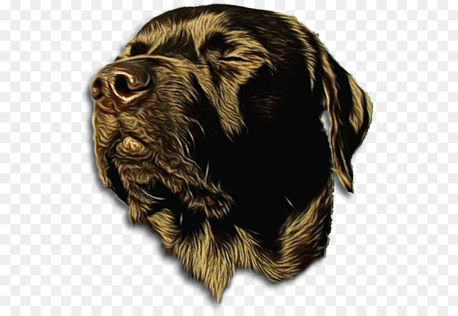 Boykin Spaniel，Sussex Spaniel PNG