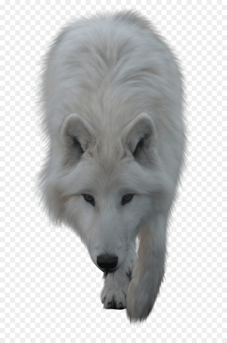 Arctic Wolf，Cachorro PNG