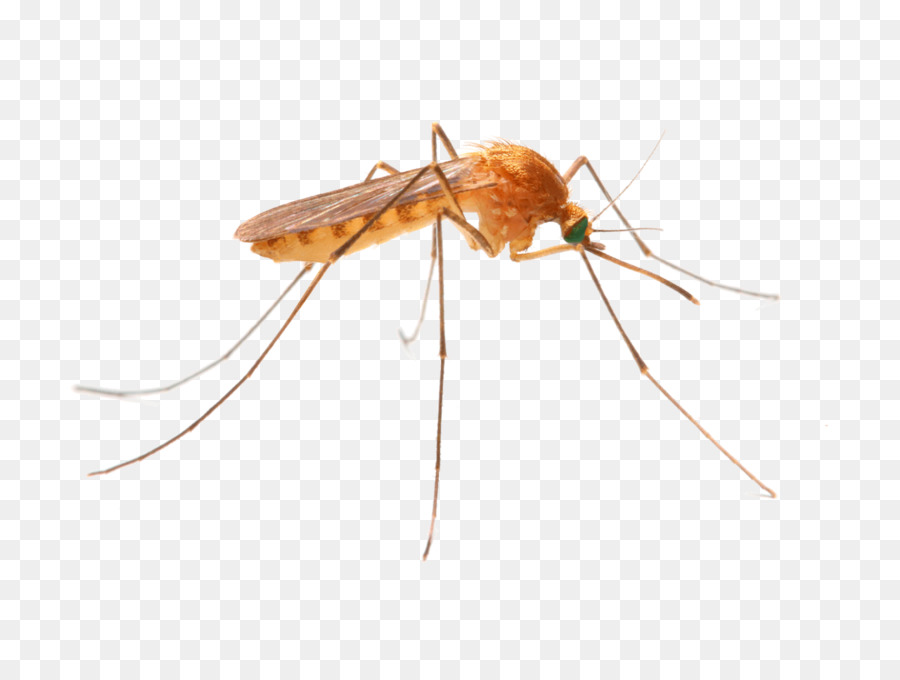 O Controle Do Mosquito，Cupim PNG