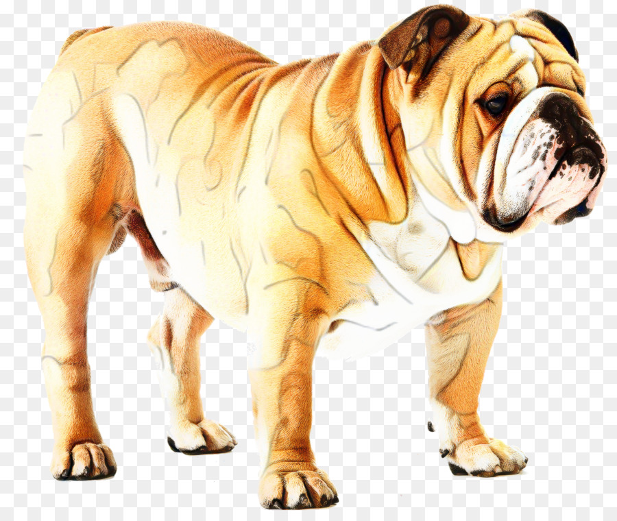 Bulldog，Raça Do Cão PNG