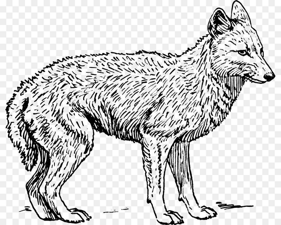 Coyote，Lobo PNG