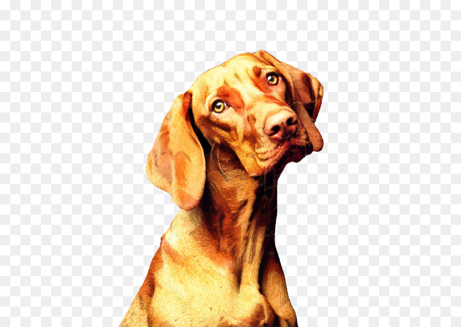 Vizsla，Srinakharinwirot Universidade PNG