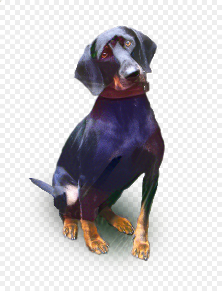 Dobermann，Preto E Tan Coonhound PNG