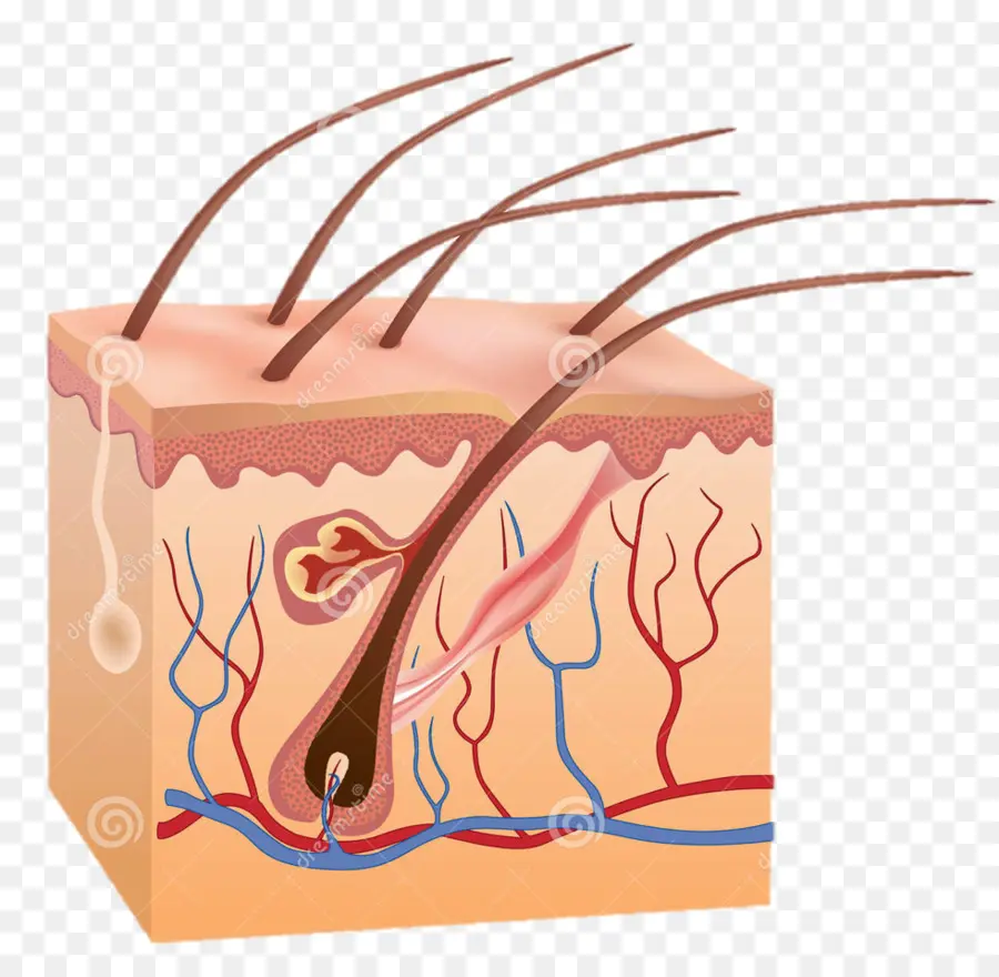 Secção Transversal Da Pele，Epiderme PNG