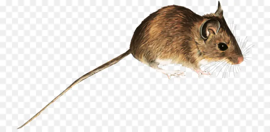 Rat，Gerbil PNG