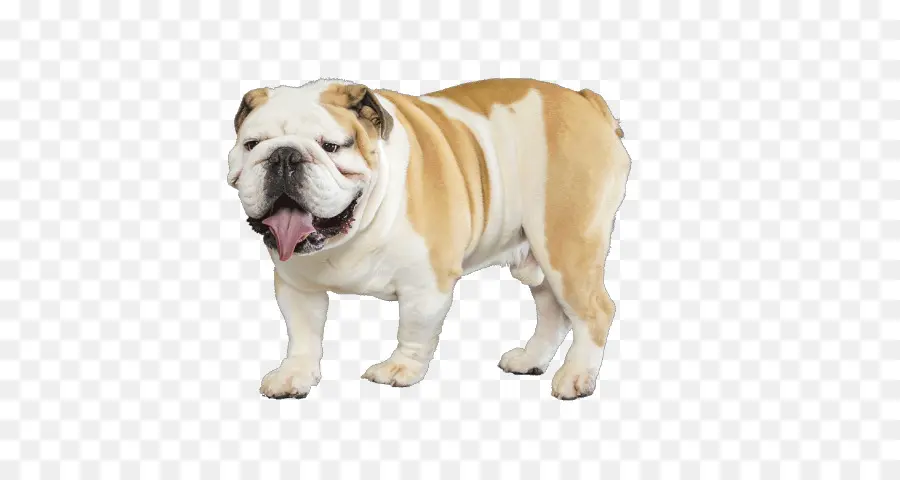 Buldogue，Bicho De Estimação PNG