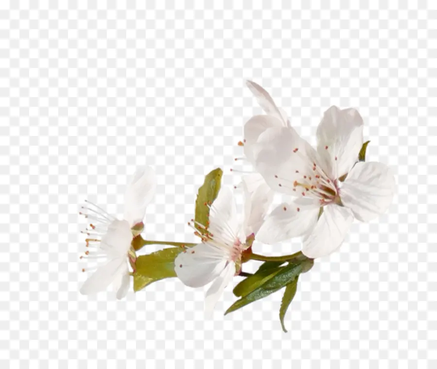 Flores Brancas，Florescer PNG