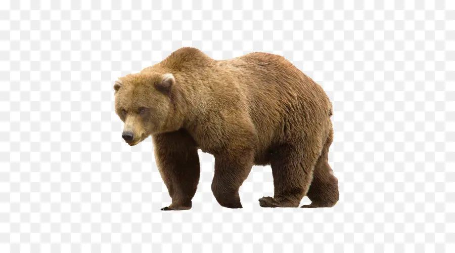 Urso Pardo，Urso PNG