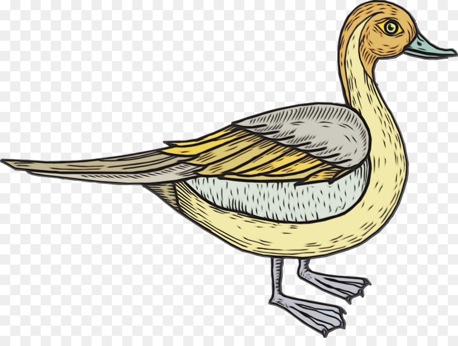 Pato，Ganso PNG