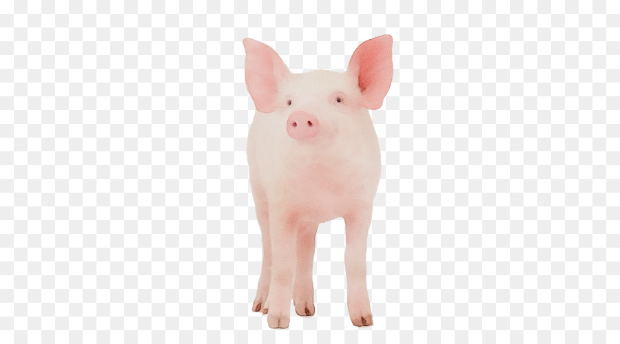 Desenho De Leitão Rosa，Porco PNG