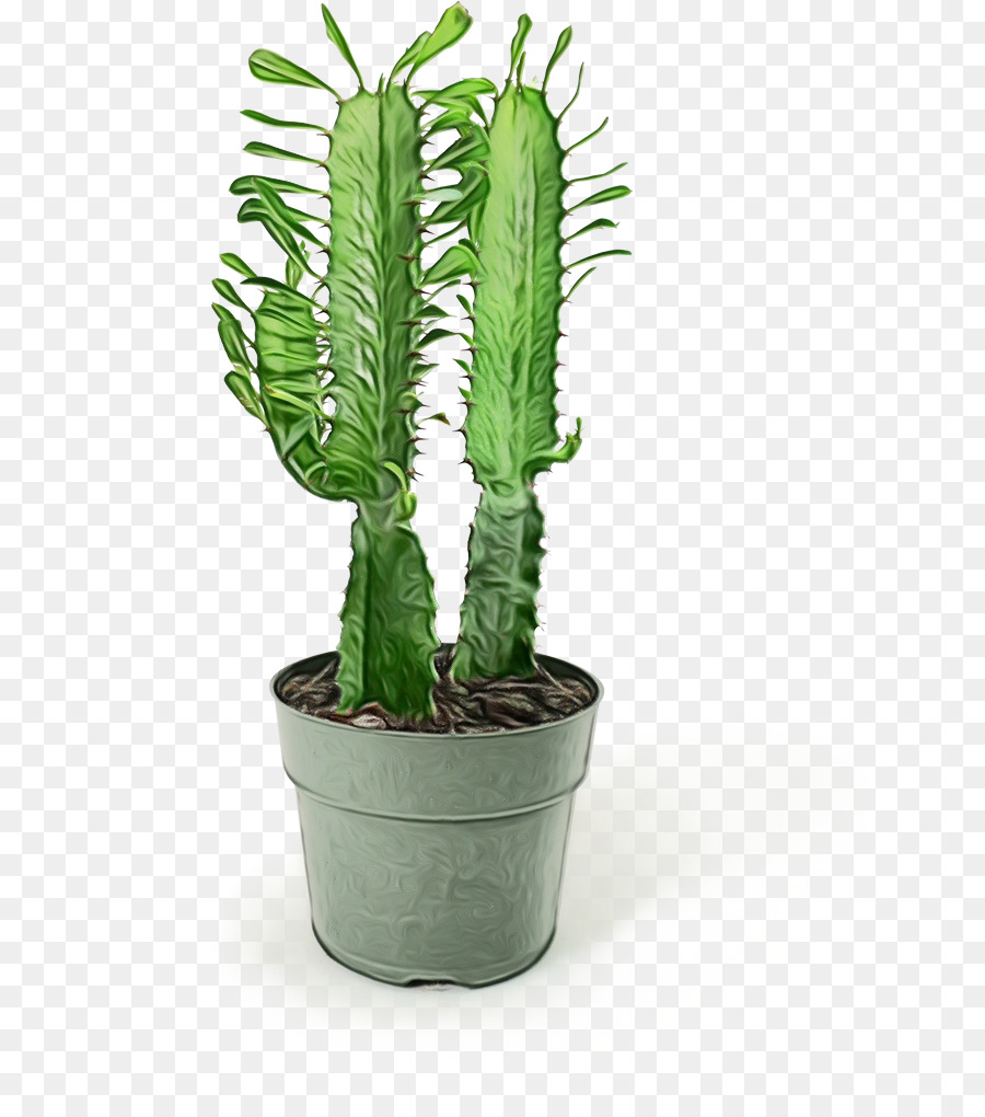 San Pedro De Cacto，Triângulo De Cactus PNG