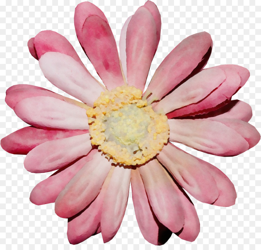 Transvaal Daisy，Crisântemo PNG