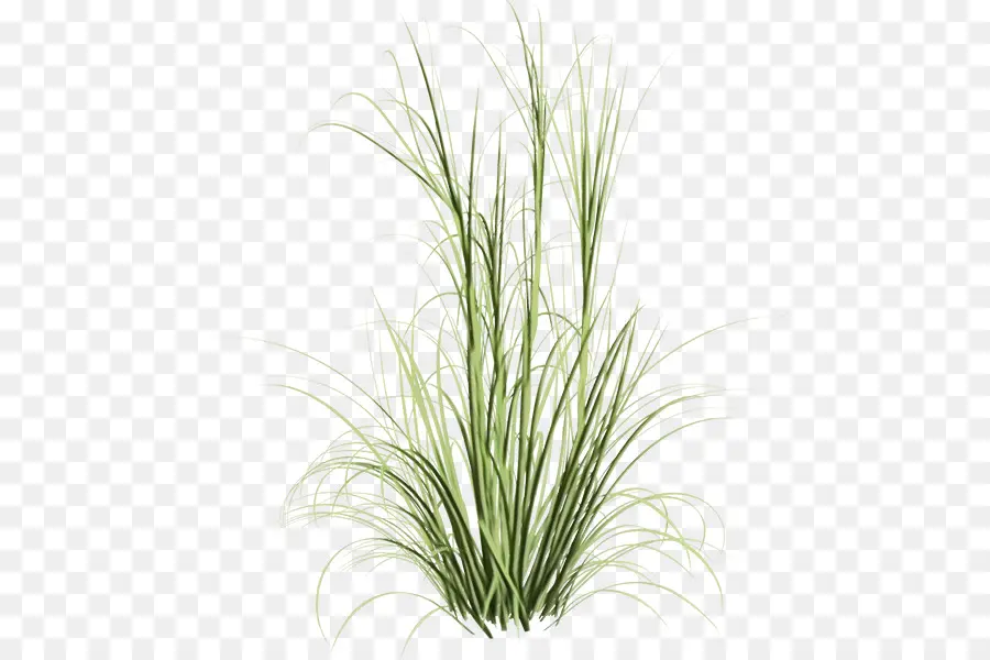 Sweet Grass，Fountaingrasses PNG