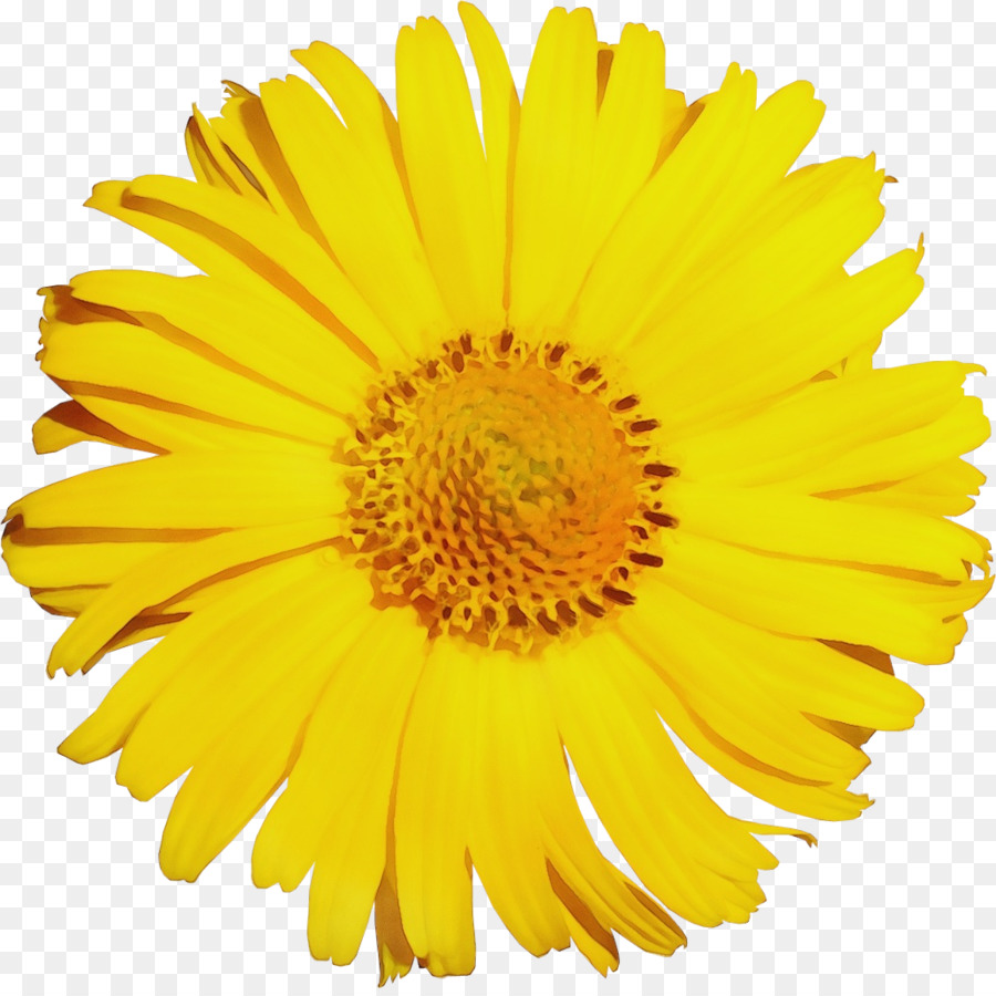 Flor，Comum Daisy PNG