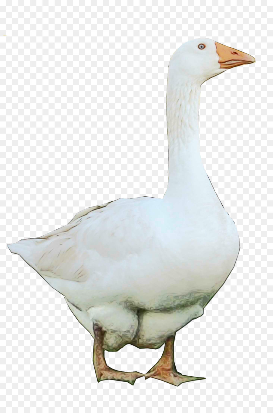 Pato，Pássaro PNG