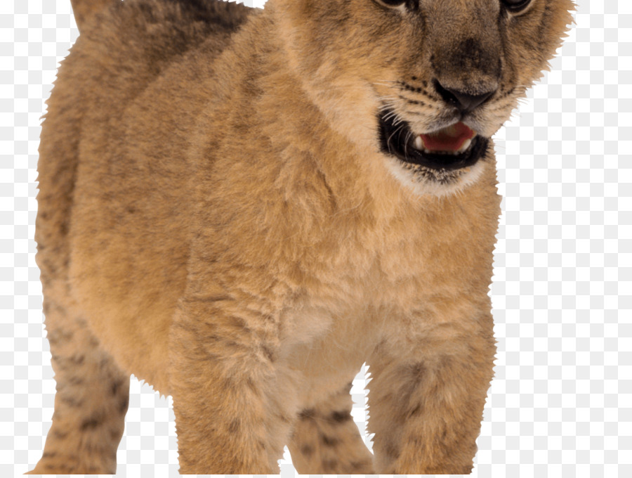 East African Lion，Papel De Parede Da área De Trabalho PNG