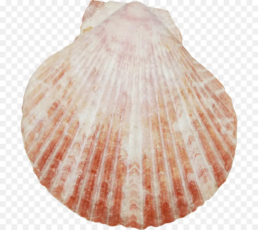 Concha，Oceano PNG