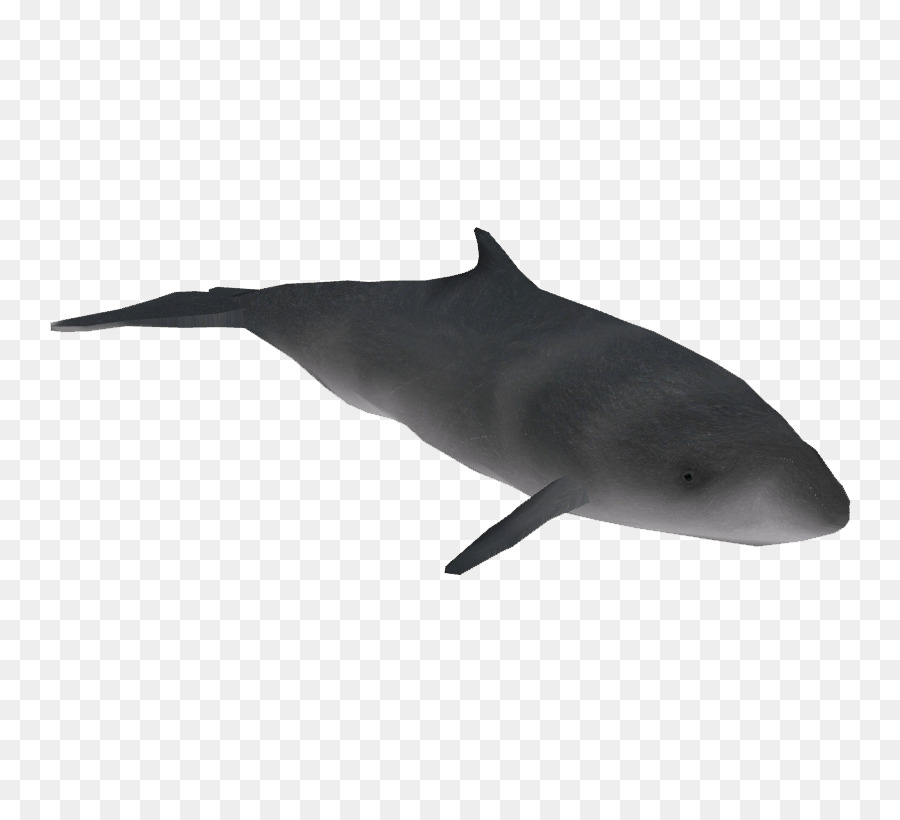 Roughtoothed Dolphin，Golfinho Comum PNG