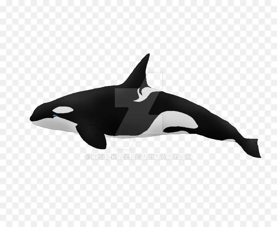 Baleia Assassina，Baleias PNG