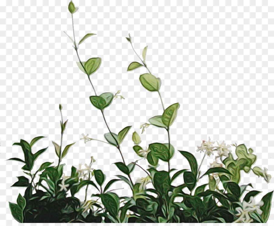 Plantas Verdes，Folhas PNG