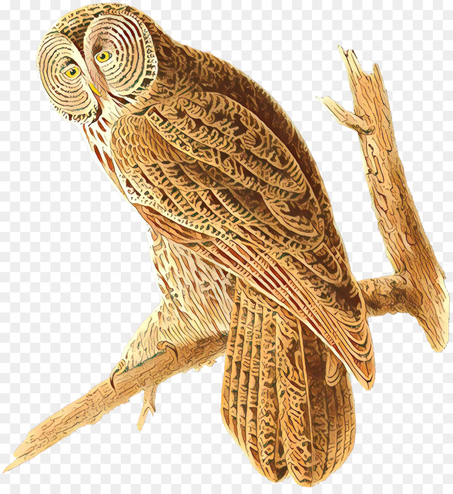 Coruja，Aves Da América PNG