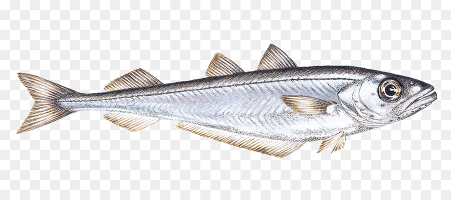 Peixe，Mar PNG