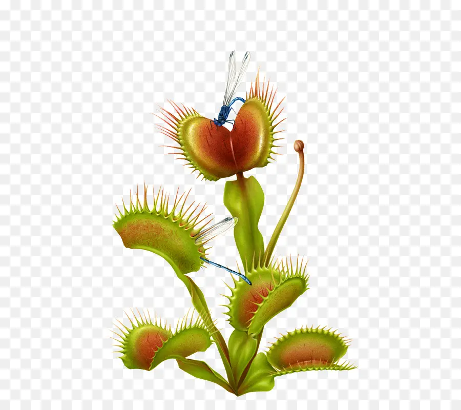 Venus Flytrap，Botânico Ilustração PNG