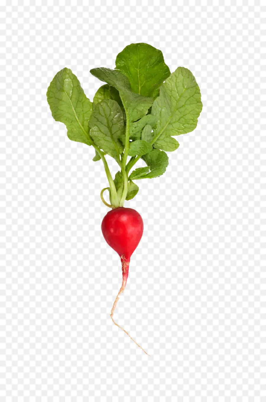 Daikon，Verdes PNG