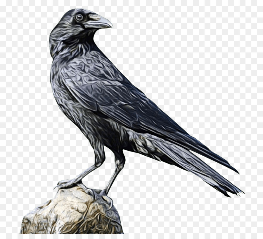 Crow，Papel De Parede Da área De Trabalho PNG