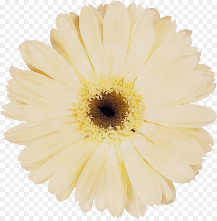 Flores Brancas，Florescer PNG