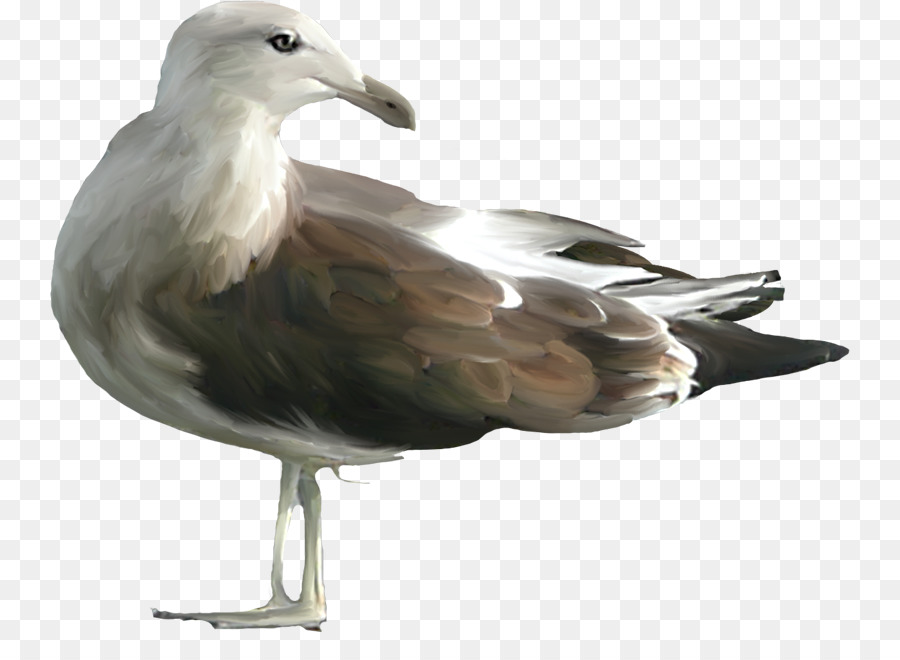 Gaivota，Vôo PNG