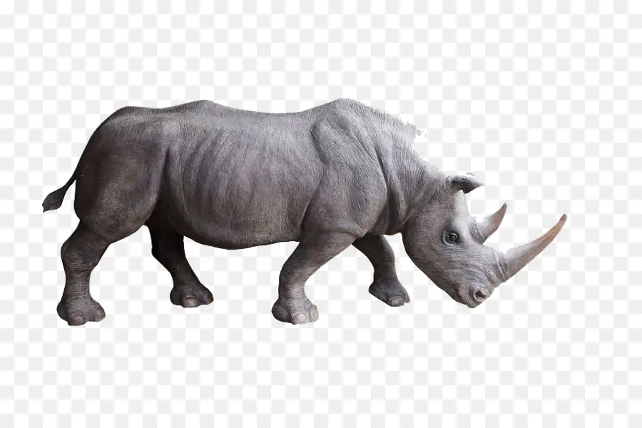 White Rhinoceros，Black Rhinoceros PNG