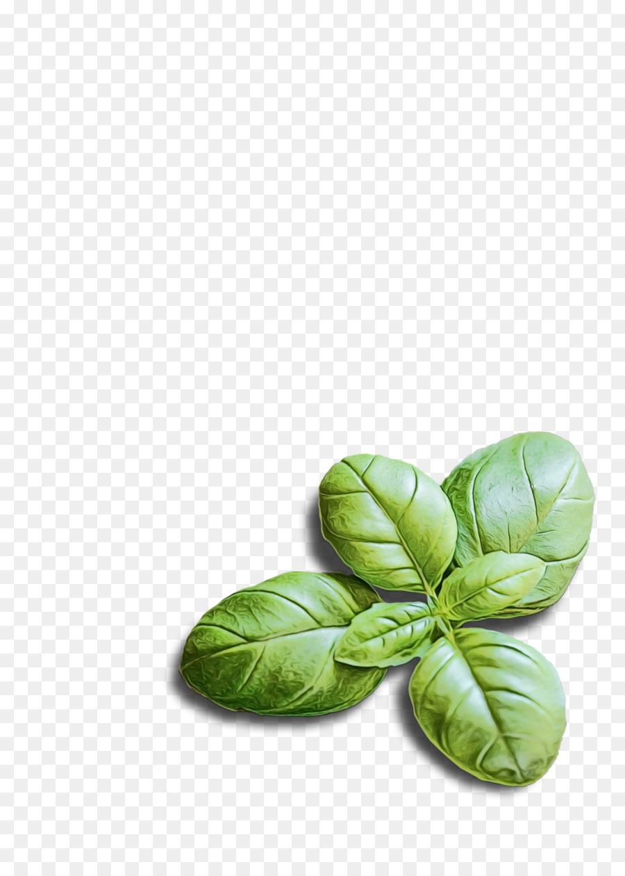 Folhas De Espinafre，Verde PNG