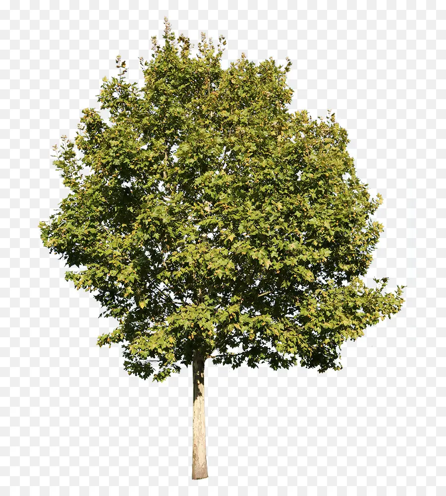 árvore，Plantas PNG