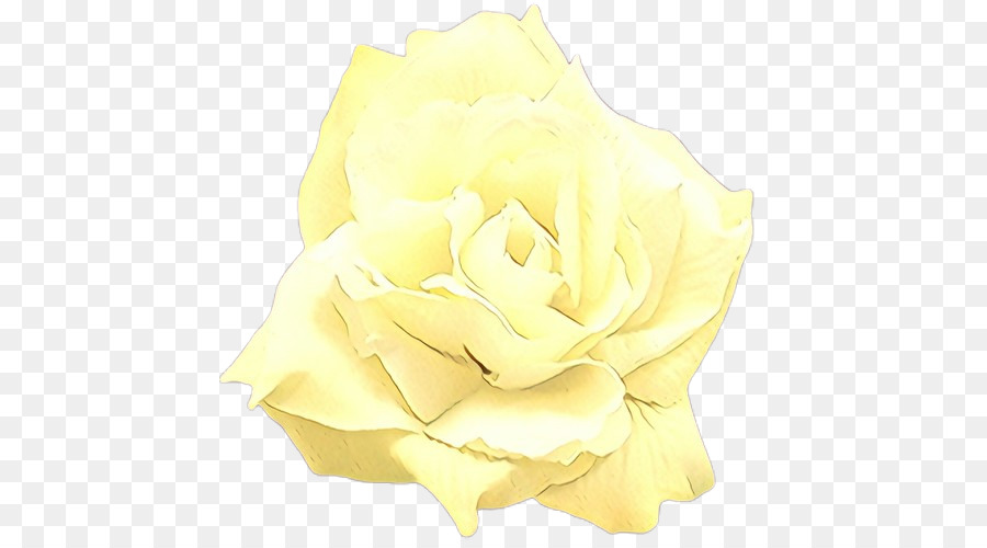 Rosa Branca，Florescer PNG