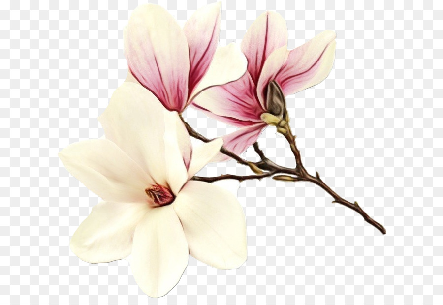 Flores Brancas，Florescer PNG