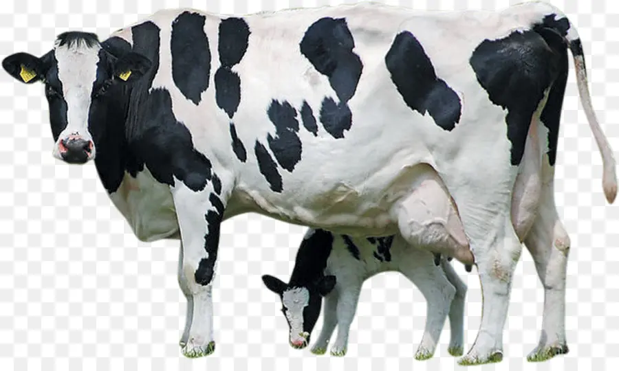 Vaca，Preto E Branco PNG