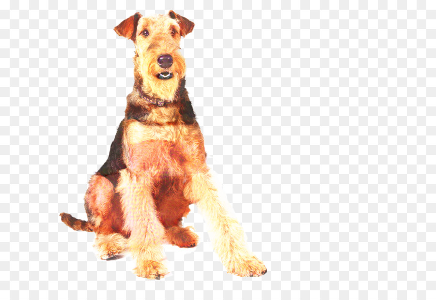 Raça Do Cão，Airedale Terrier PNG